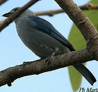 Blue-grey Tanager