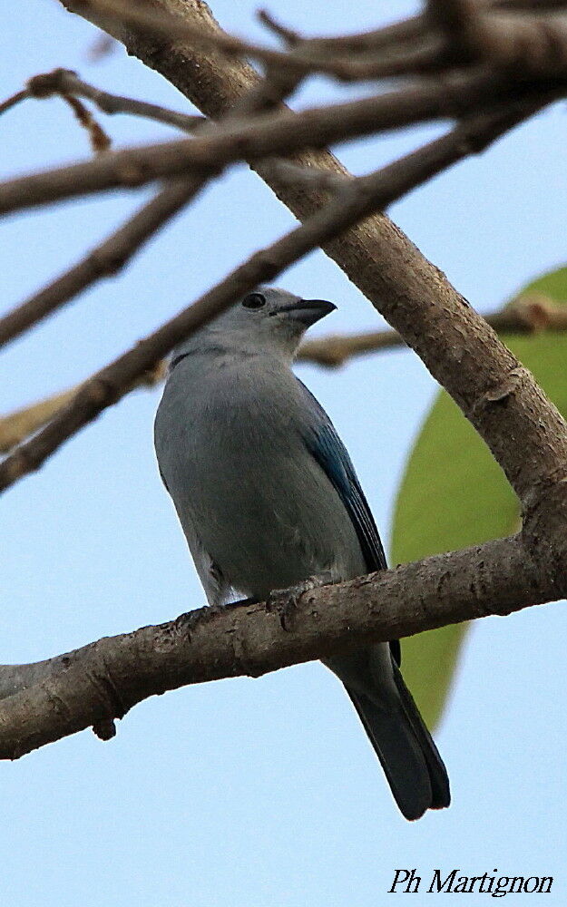 Blue-grey Tanager, identification