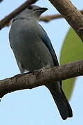 Blue-grey Tanager