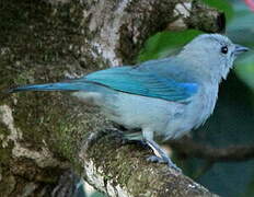 Blue-grey Tanager