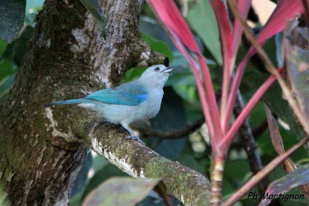 Blue-grey Tanager, identification