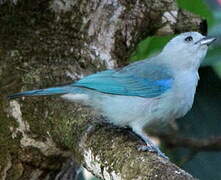 Blue-grey Tanager