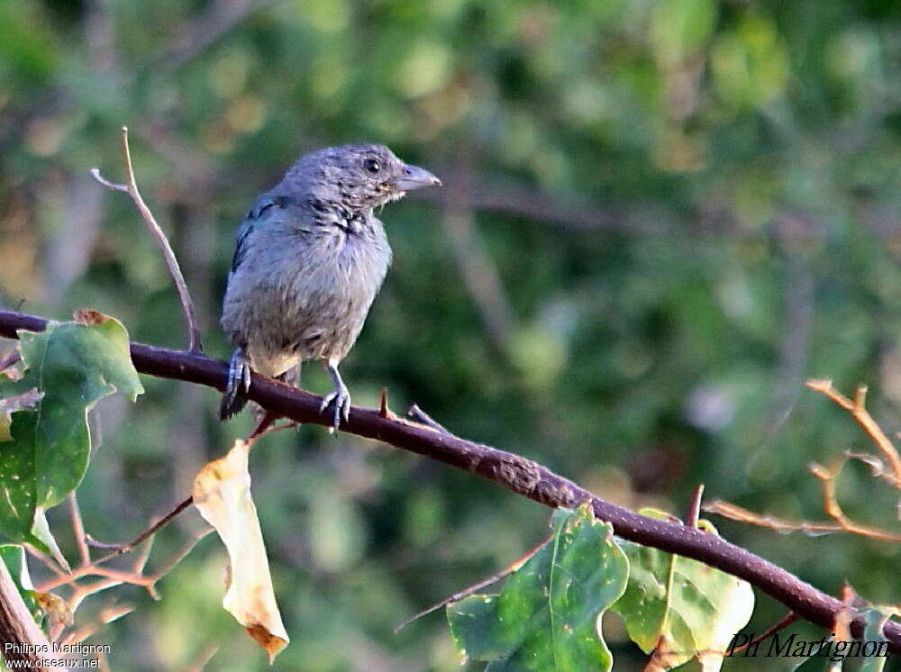 Tangara glauqueadulte