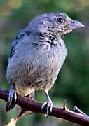 Glaucous Tanager