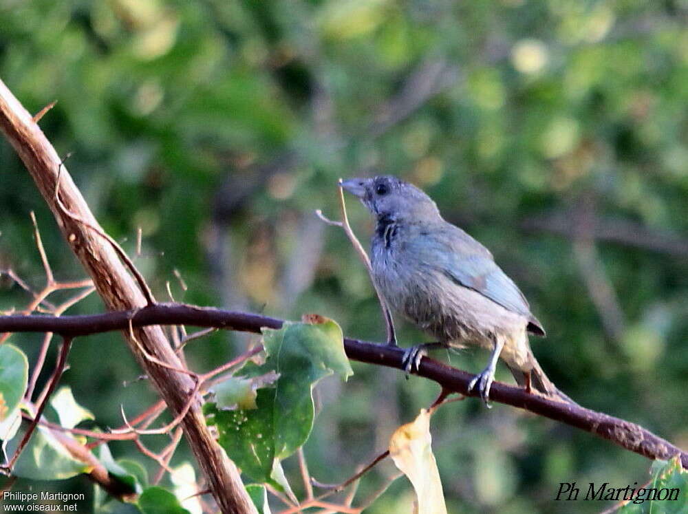 Glaucous Tanager, identification