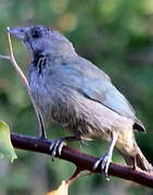 Glaucous Tanager