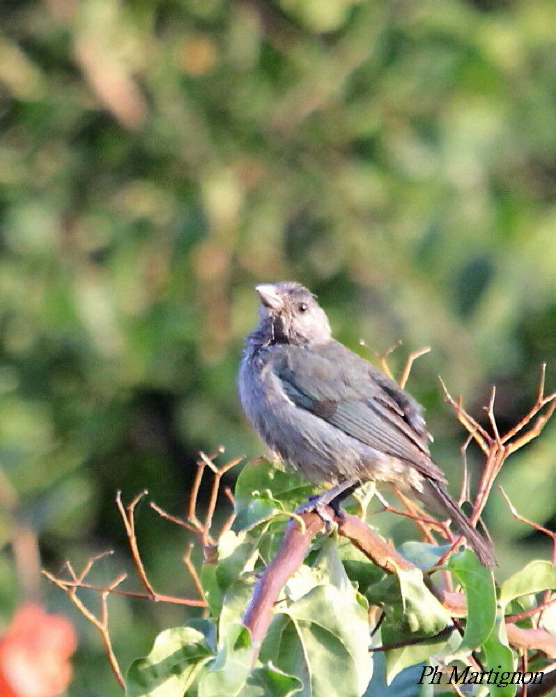 Tangara glauque, identification