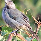 Tangara glauque