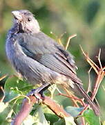 Tangara glauque