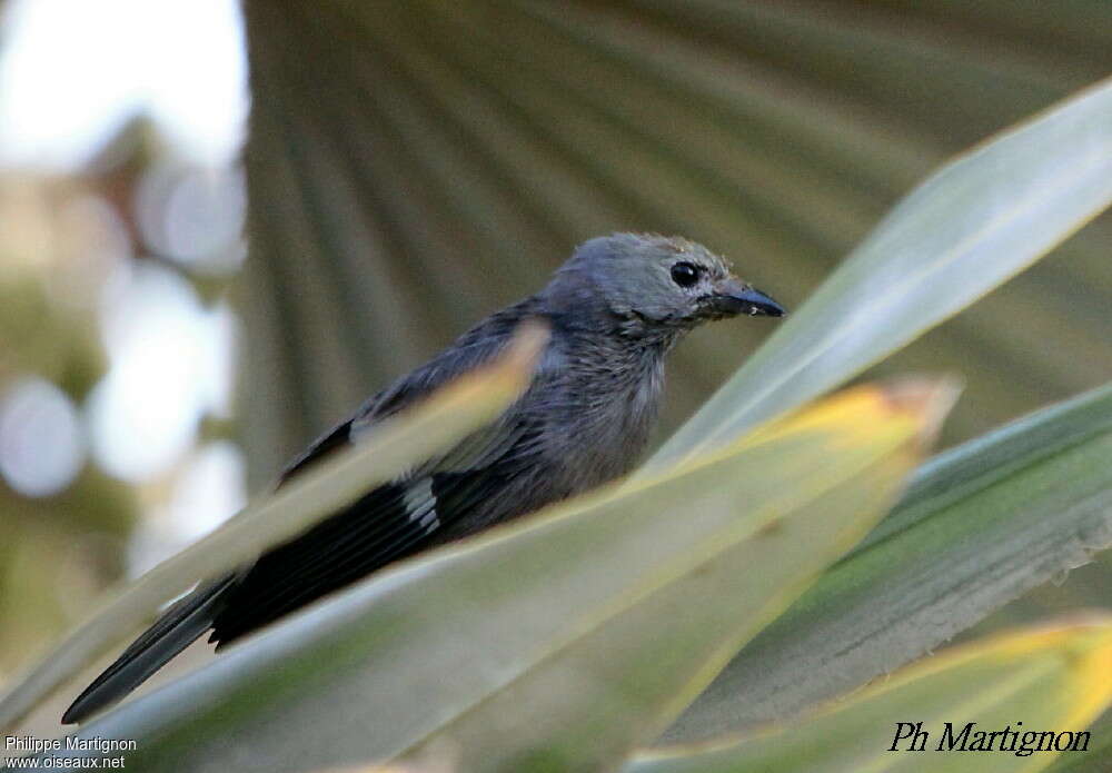 Tangara glauqueadulte, identification