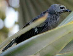 Glaucous Tanager