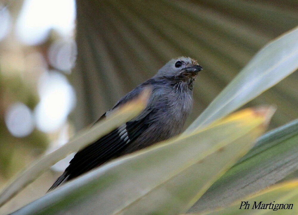 Tangara glauque