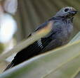 Tangara glauque