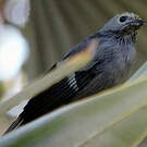 Tangara glauque