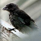 Tangara glauque