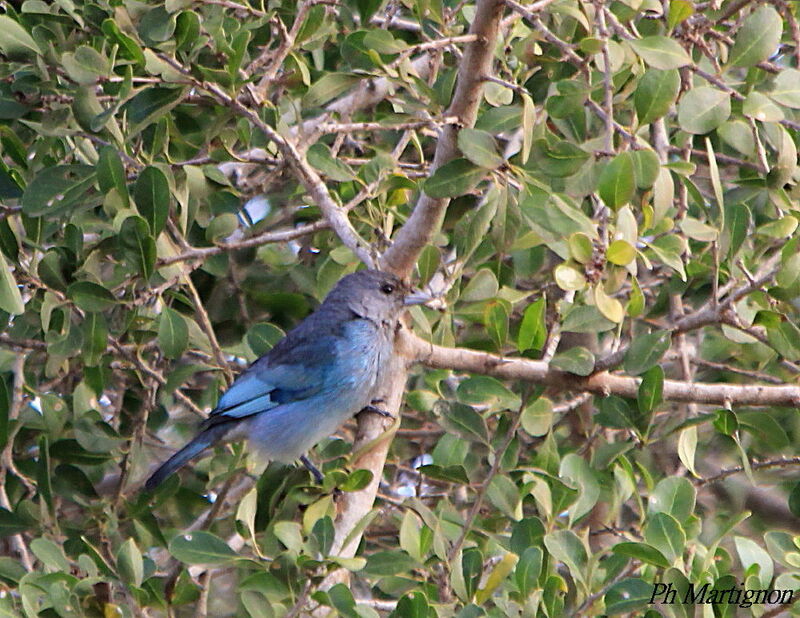 Glaucous Tanager, identification
