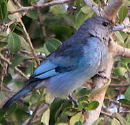 Glaucous Tanager