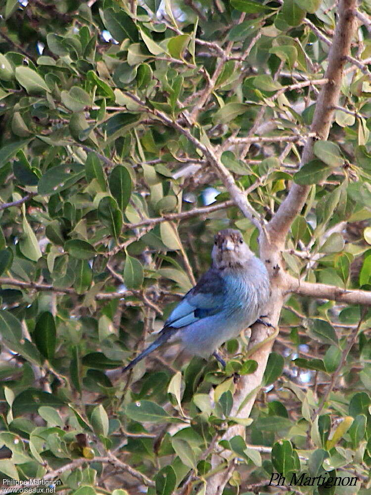 Tangara glauqueadulte, identification