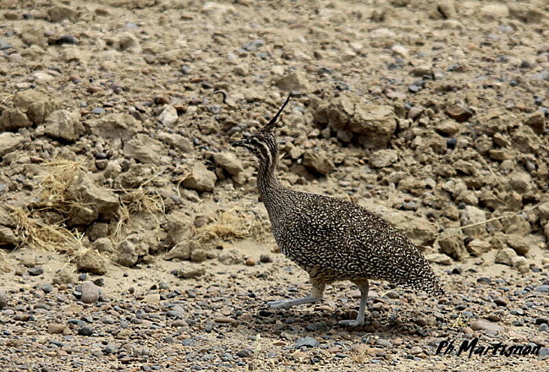 Elegant Crested Tinamou