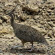 Tinamou élégant