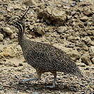 Tinamou élégant