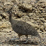 Elegant Crested Tinamou