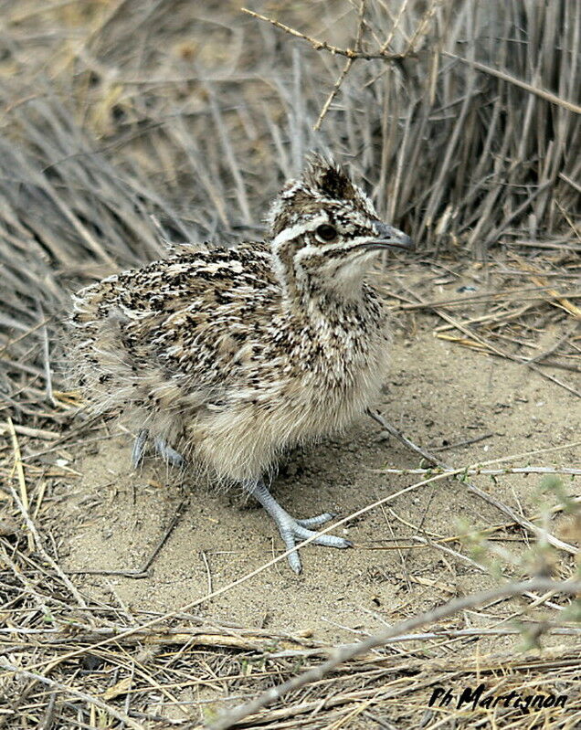 Tinamou élégantjuvénile