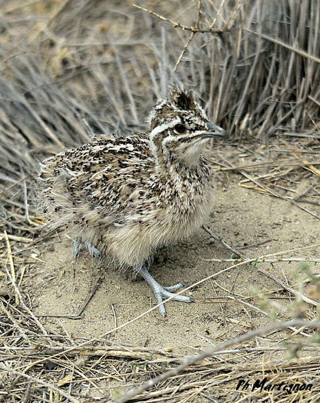 Elegant Crested Tinamoujuvenile