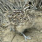 Tinamou élégant