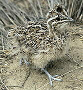 Elegant Crested Tinamou