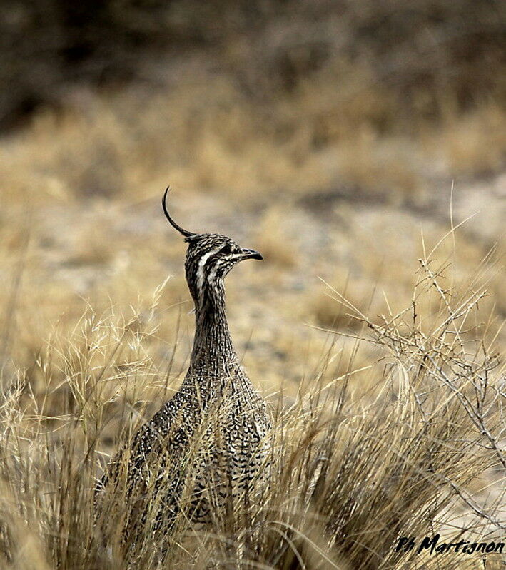 Elegant Crested Tinamou