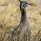 Tinamou élégant