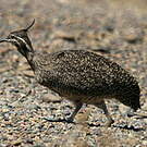 Tinamou élégant