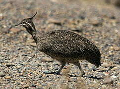 Elegant Crested Tinamou