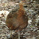 Tinamou isabelle