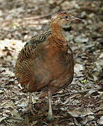 Red-winged Tinamou