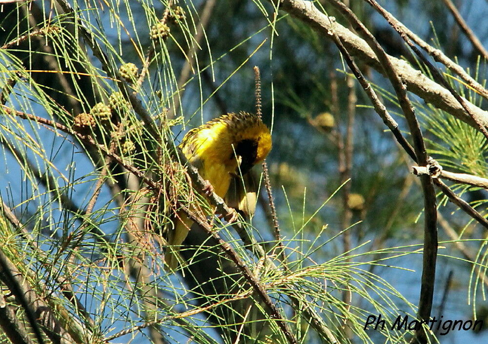 Village Weaver, identification