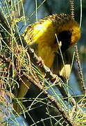 Village Weaver