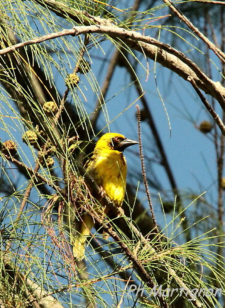 Village Weaver, identification