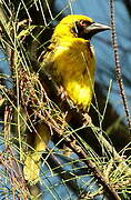 Village Weaver