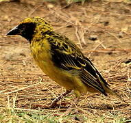 Village Weaver