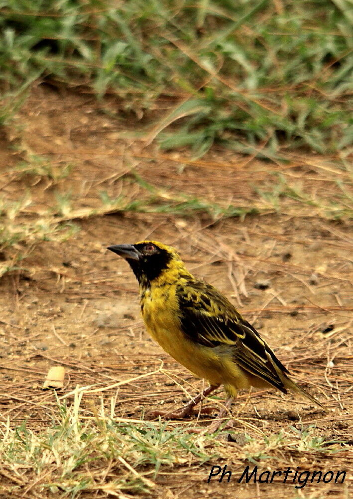 Village Weaver, identification