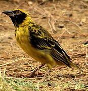 Village Weaver