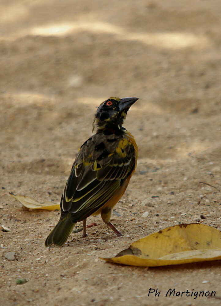 Village Weaver, identification