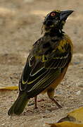 Village Weaver