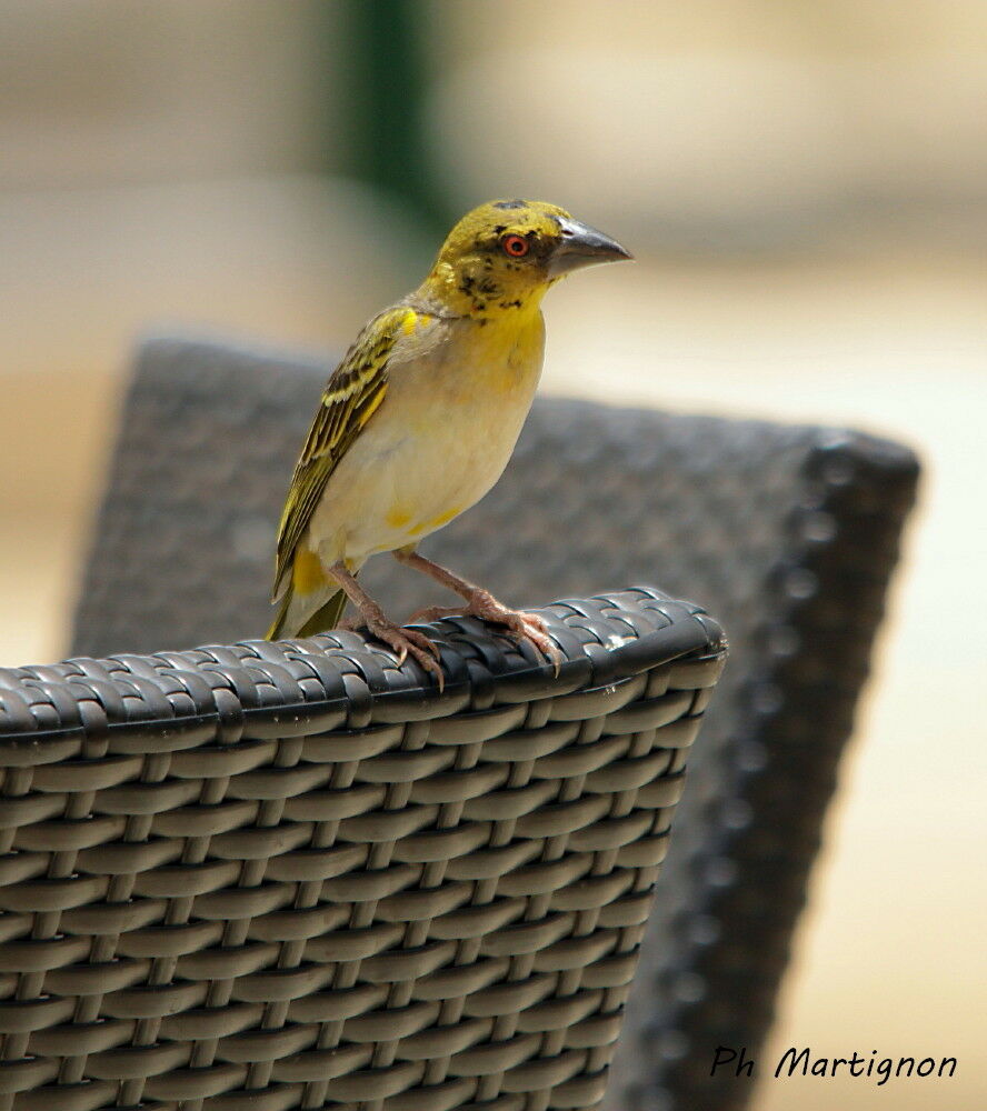 Village Weaver, identification