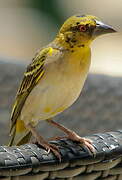 Village Weaver