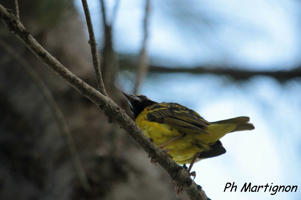 Village Weaver, identification