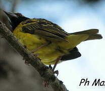 Village Weaver