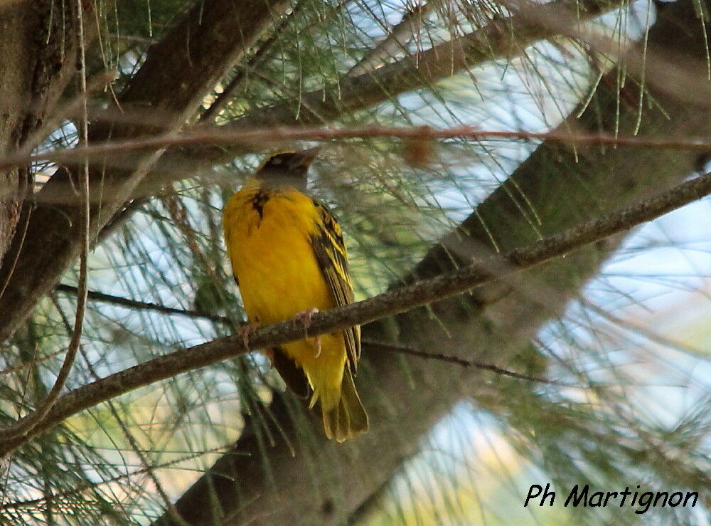 Village Weaver, identification